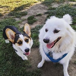 Meet your Posher, Gideon